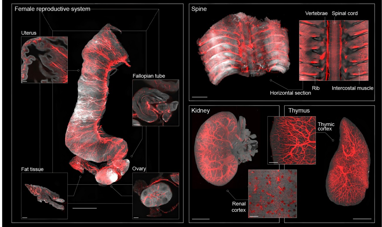 1767667972987054070.jpg 1767667972987054070.jpg