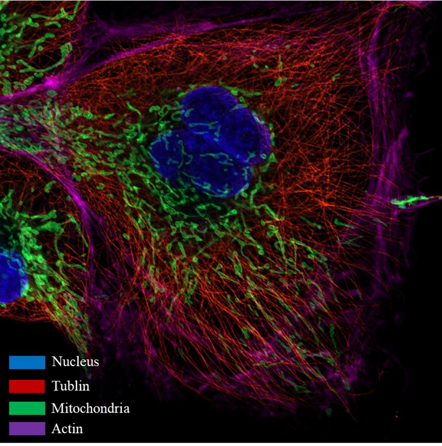 1762334274059017020.jpg 1762334274059017020.jpg