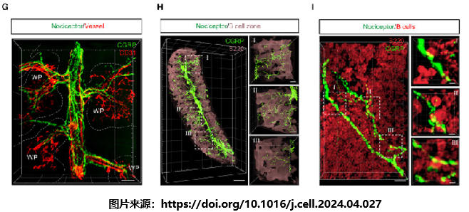 20250924 共享仪器平台Zeiss Lightsheet 7光片显微镜上机培训通知 内插图.jpg
