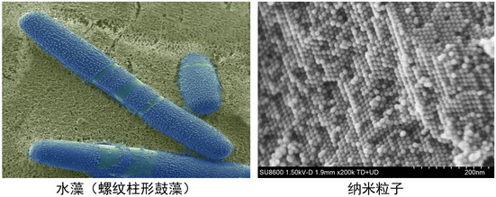 20250916 细胞生物学平台日立（Hitachi）SU8600冷场发射扫描电子显微镜上机培训通知 内插2.jpg